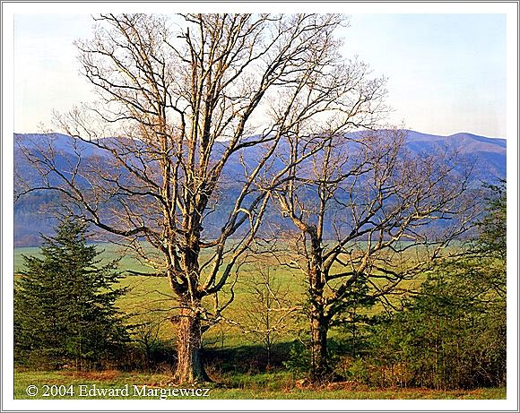 450392   Twin Tree in Cades Cove, SMNP 